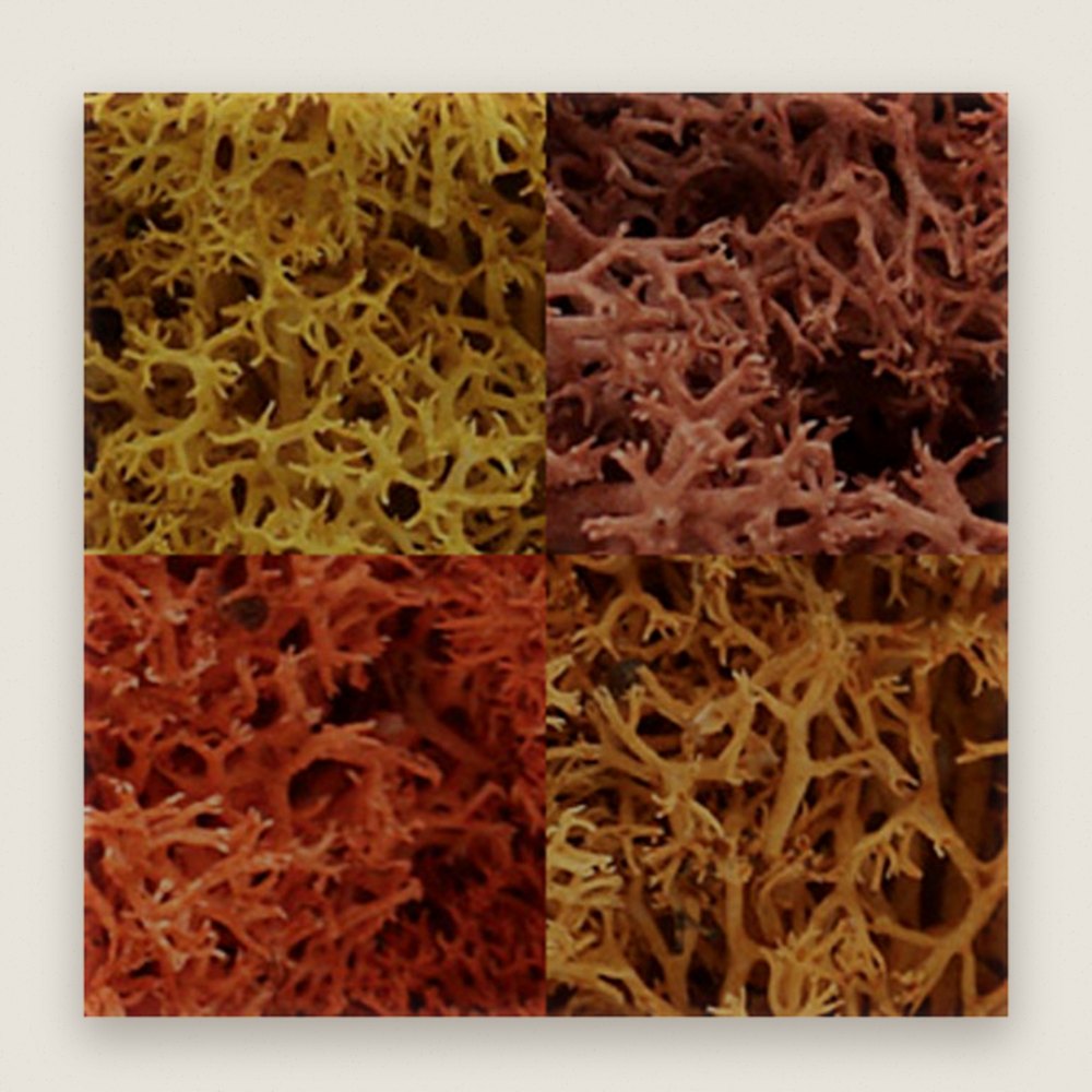 Lichen Bag, Autumn Mix, 82 cu. in. - Woodland Scenics